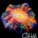 ULTIMATE RAINBOW ACANTHO