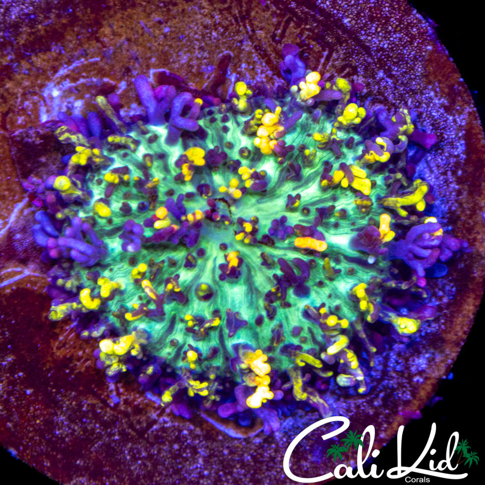 Magic Carpet Mushroom