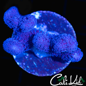 STYLOPHORA FRAG