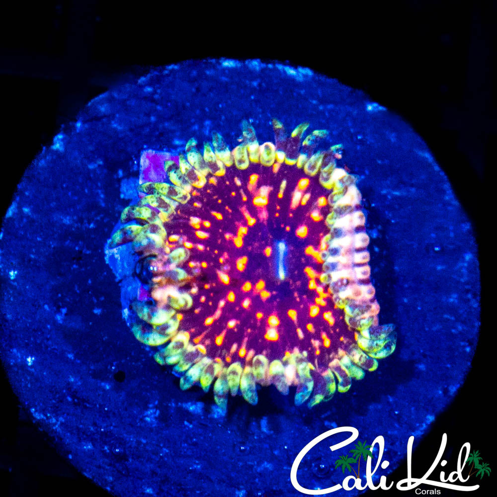 ZOA 　　　　　　　　　　　　　　　　　Z.O.A ZOI Zoa – The Underwater Gardener