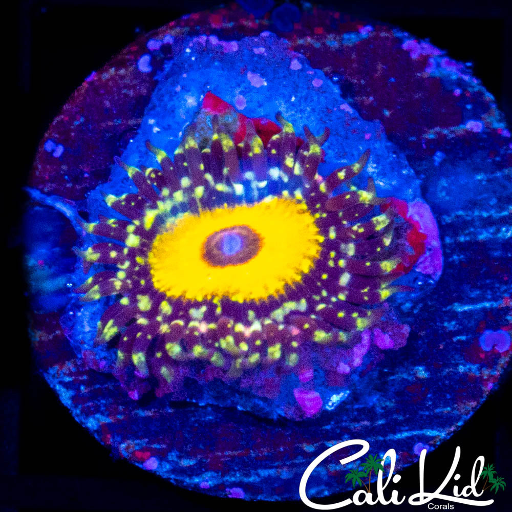 GOD BEAST ZOA