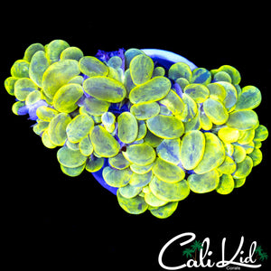 TOP TIER BUBBLE CORAL
