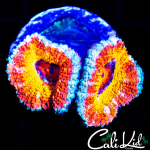 SILVER BULLET ACAN DOUBLE