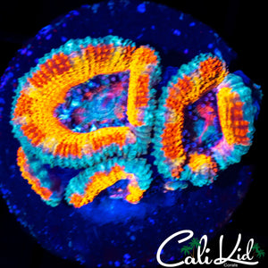 SILVER BULLET ACAN QUAD