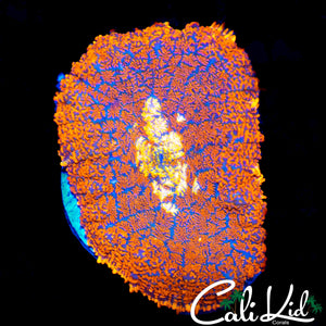 XL WHITE MOUTH RAINBOW RHODACTIS