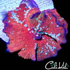 XXL RAINBOW DISCO SHROOM