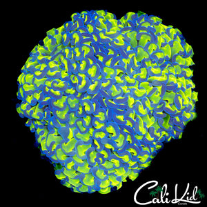 XTREME BI COLOR HAMMER COLONY