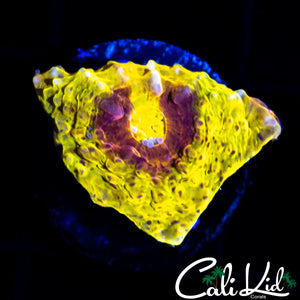 SOLOMAN'S EYE CHALICE