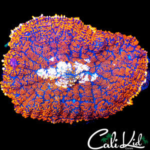 XL WHITE MOUTH RHODACTIS