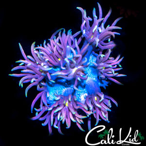 Yellow Eye Shaggy Goni