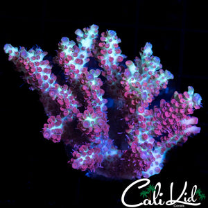 Shortcake Mini Colony