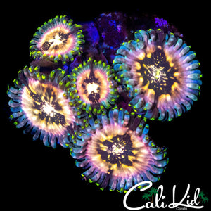 SOUR PUNCH ZOA MINI COLONY