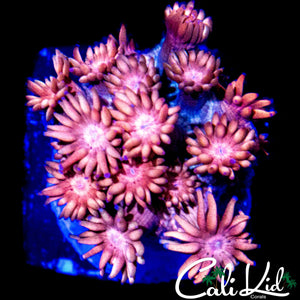 STRAWBERRY WINE GONI