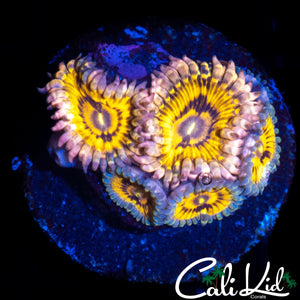 STRATOCASTER TYPE MINI COLONY