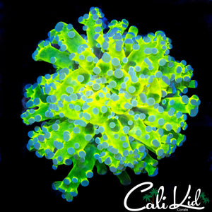 TRI COLOR BRANCHING FROGSPAWN