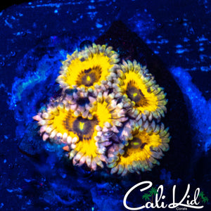 STRATOCASTER TYPE ZOA QUAD