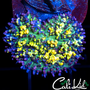 Stunningly Bright Magic Carpet Shroom