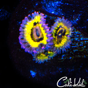 Stratocaster Triple Zoa