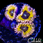 STRATOCASTER TYPE TRIPLE