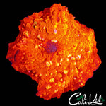 SPOTTED FLAMING DISCO SHROOM