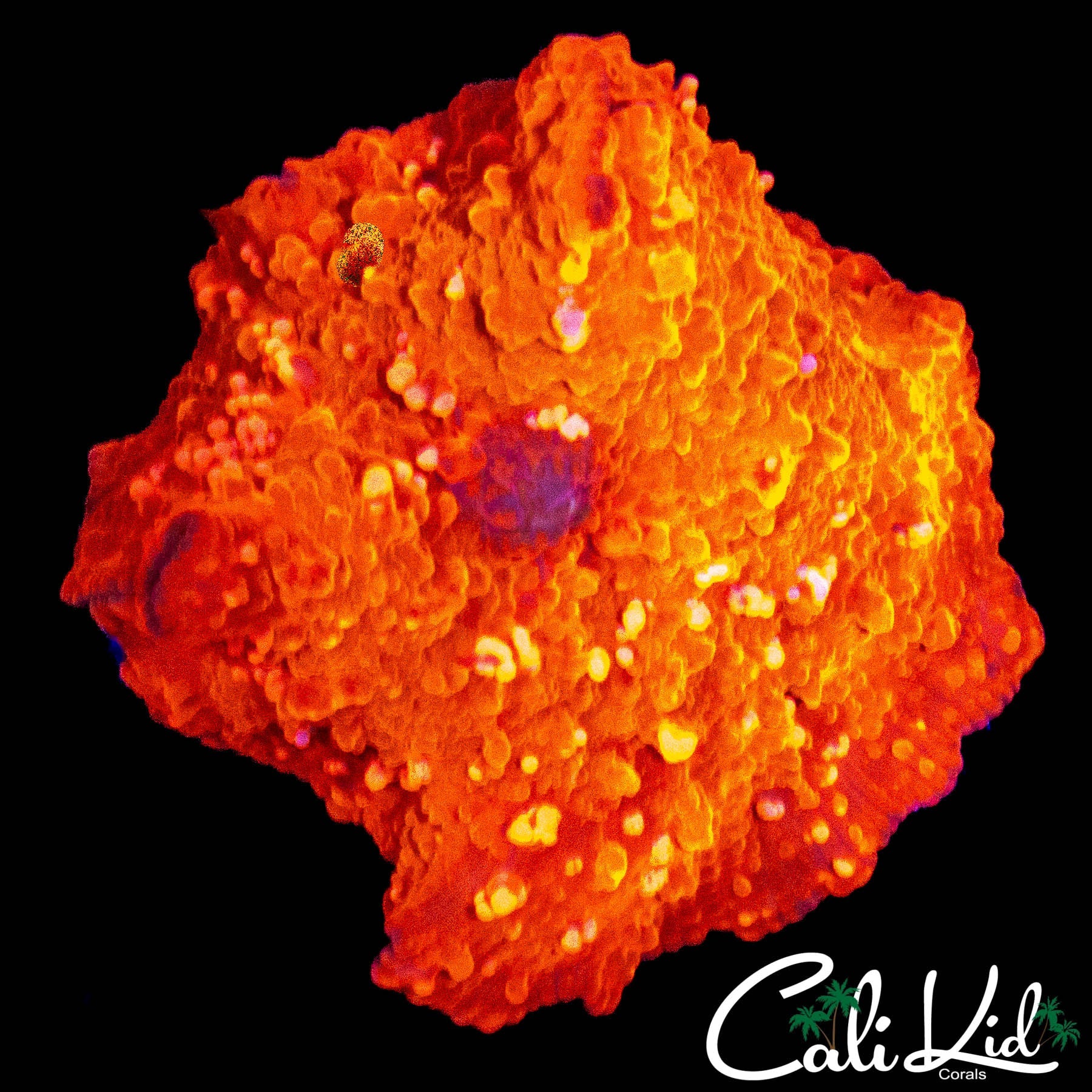 SPOTTED FLAMING DISCO SHROOM