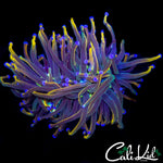 AQUACULTURED MEDUSA TORCH