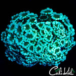 BI COLOR ALVY