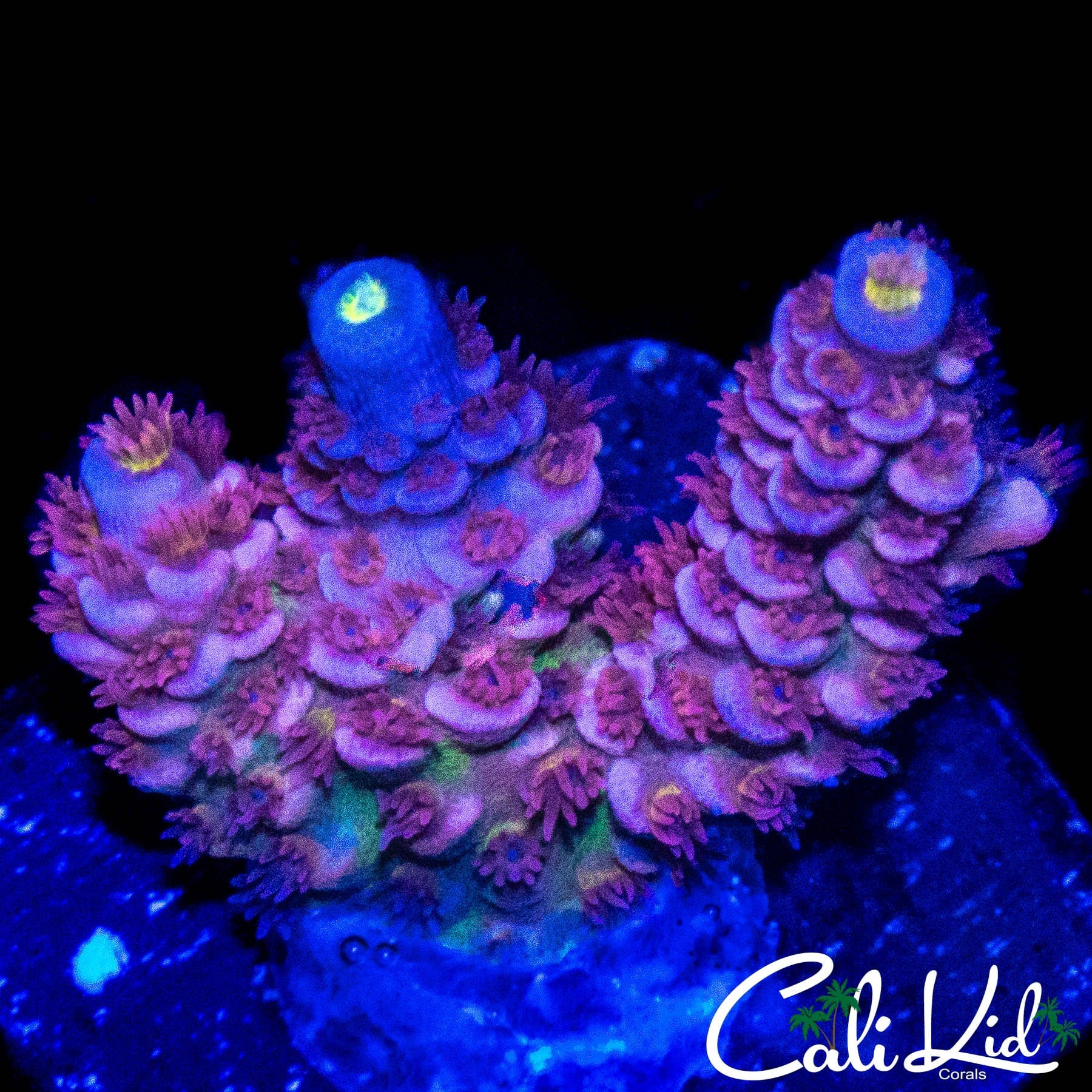 THE TICKLER TENIUS