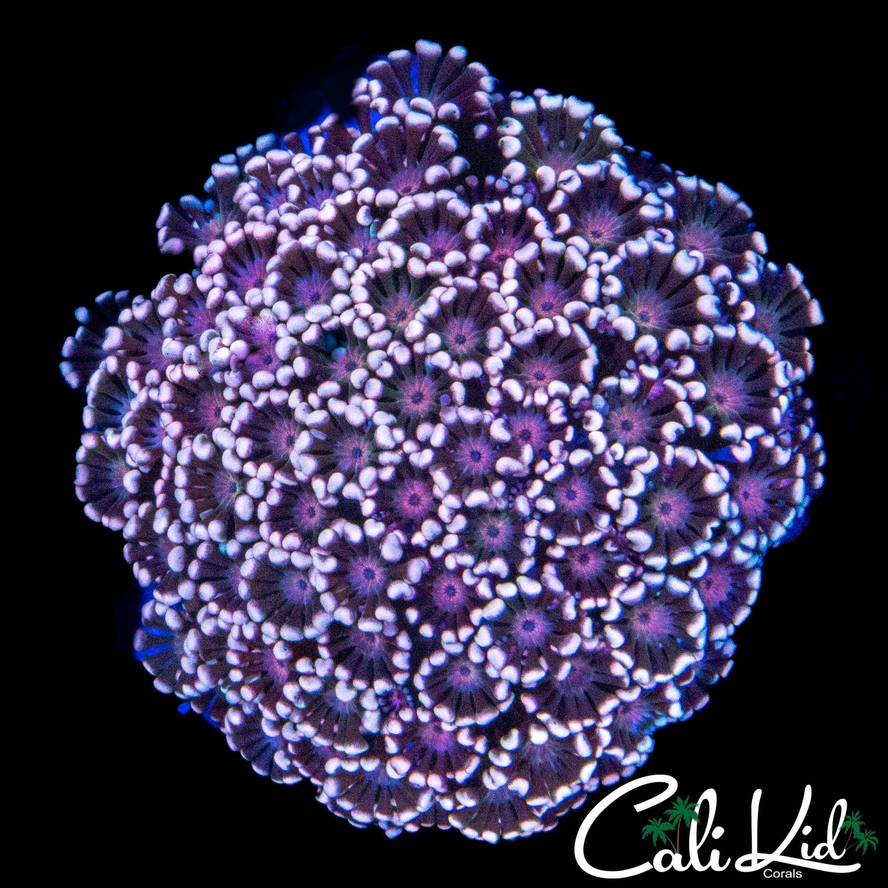 TRI COLOR GONI COLONY