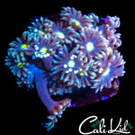 ULTRA PETAL GONI