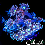 ULTRA PETAL GONI