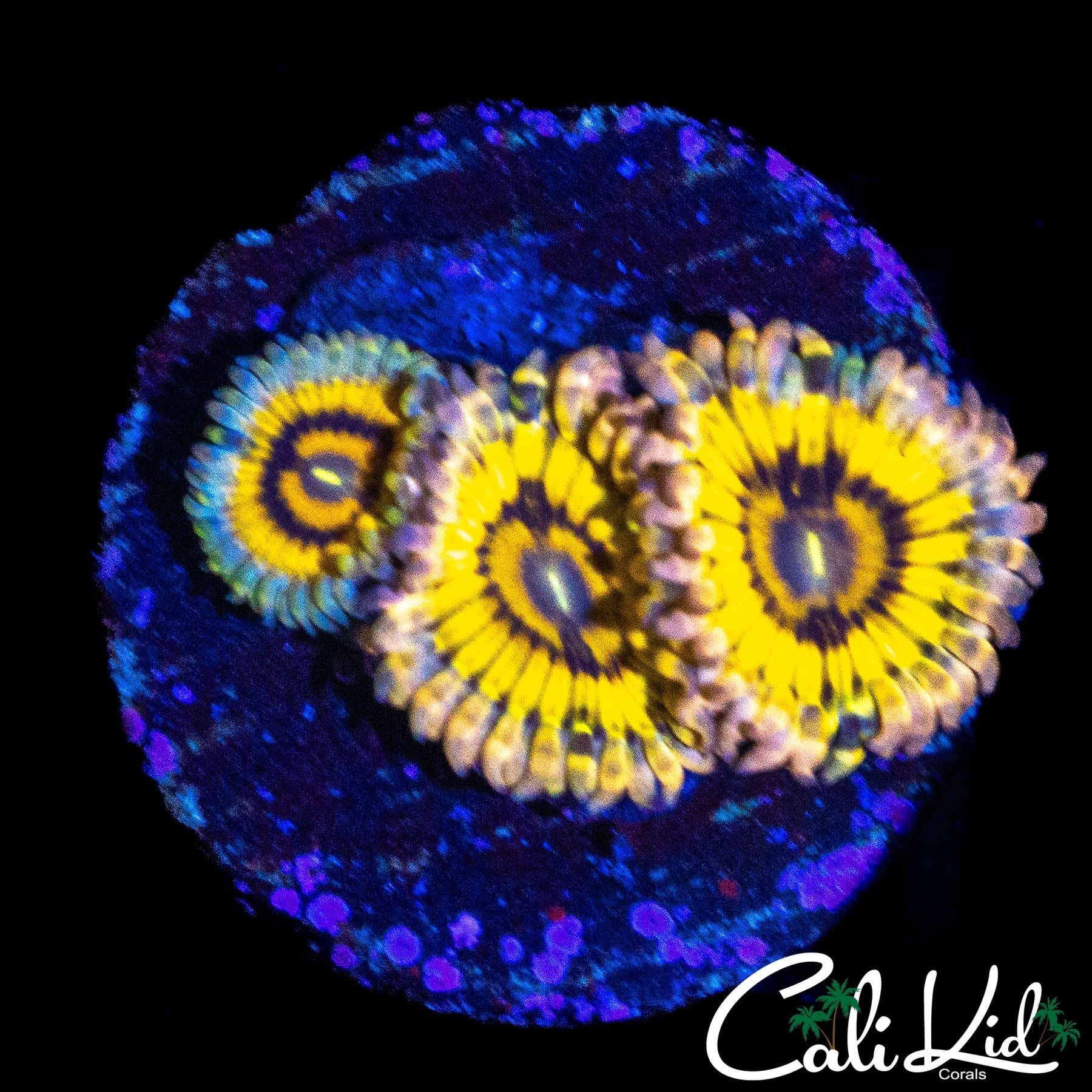 STRATOCASTER ZOA TRIPLE