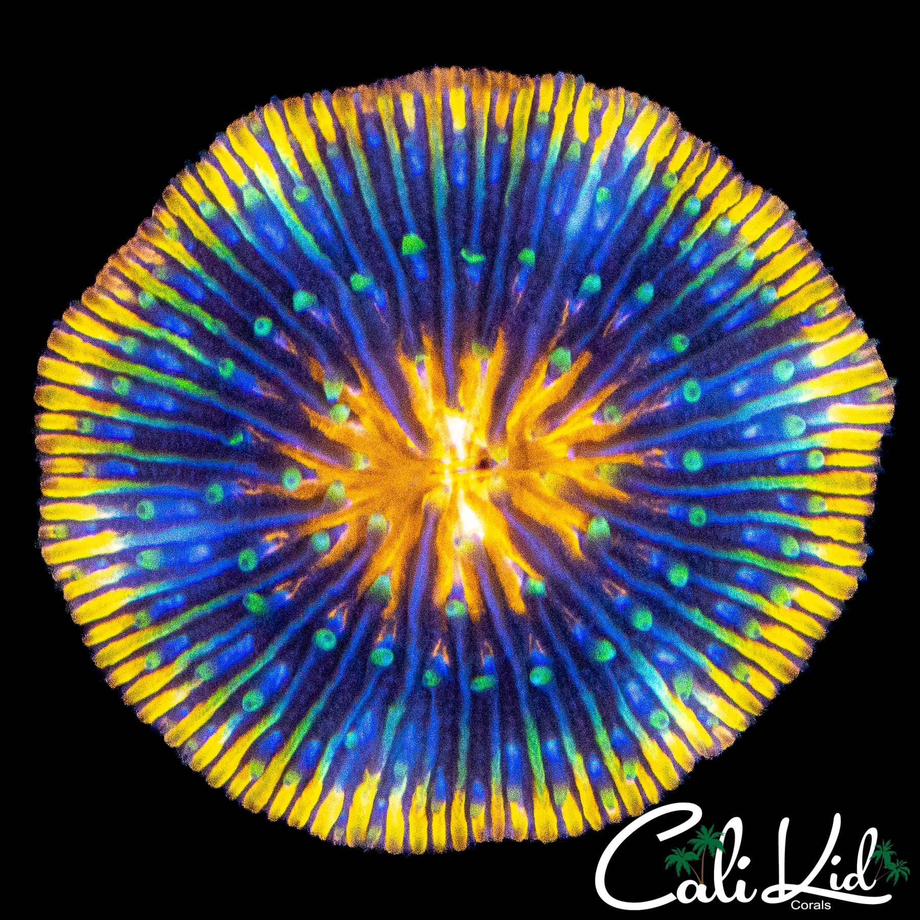 STUNNING RAINBOW PLATE