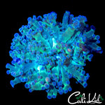 BI COLOR BRANCHING FROGSPAWN