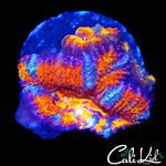 ULTRA RAINBOW ACAN TRIPLE