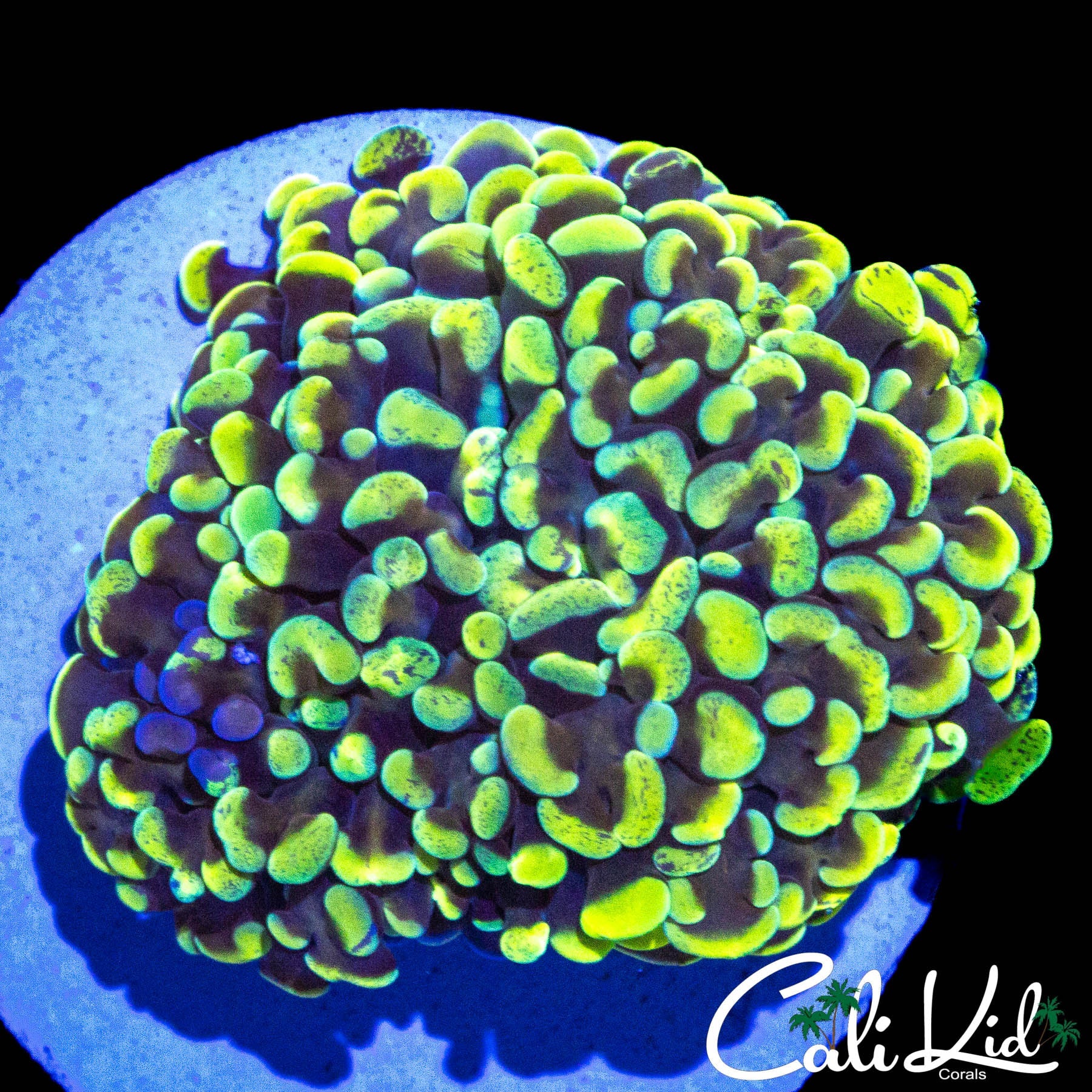 SPLATTER TYPE HAMMER COLONY