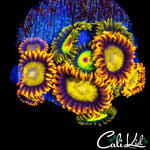 ASSORTED ZOA MINI COLONY