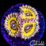 STRATOCASTER ZOA TRIPLE