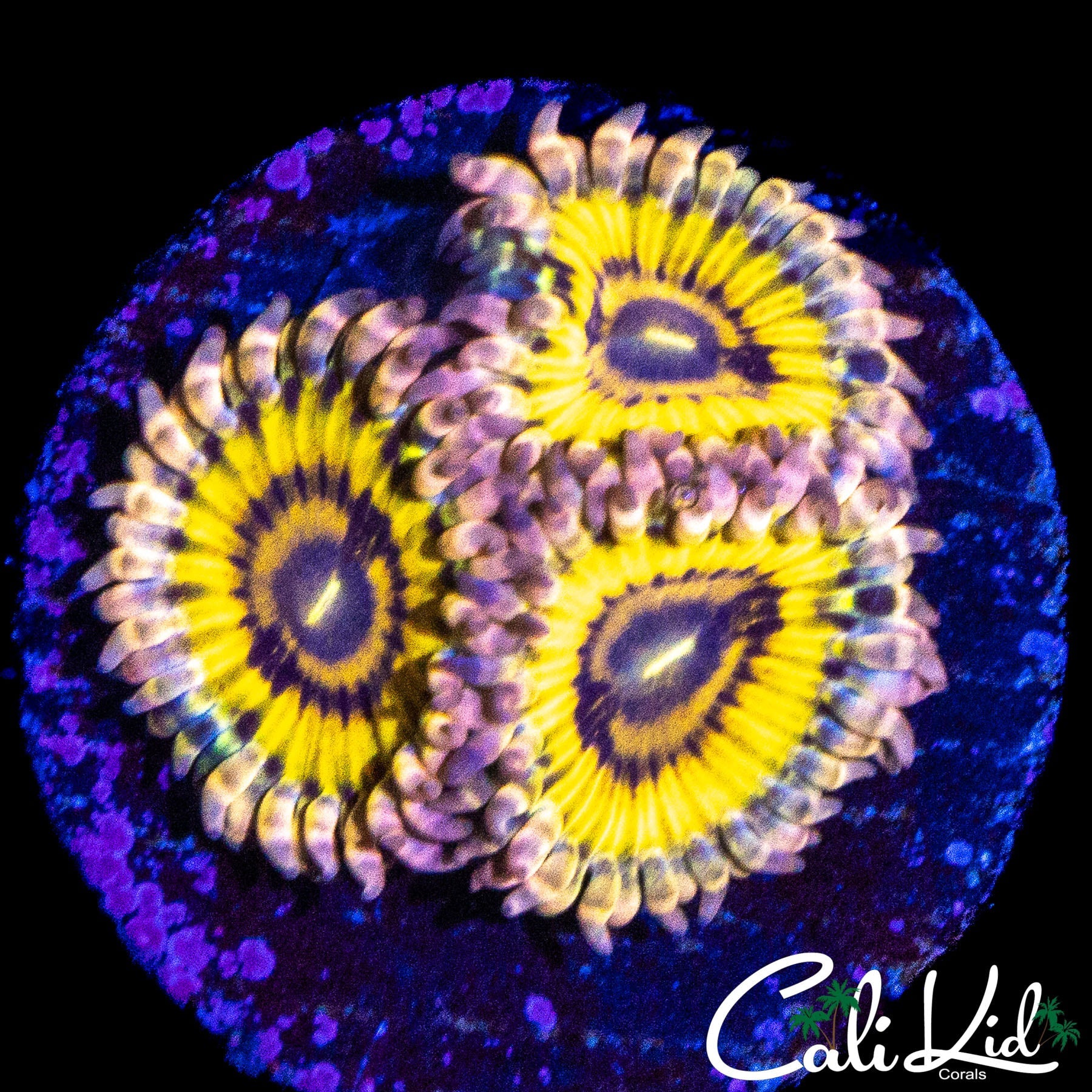 STRATOCASTER ZOA TRIPLE