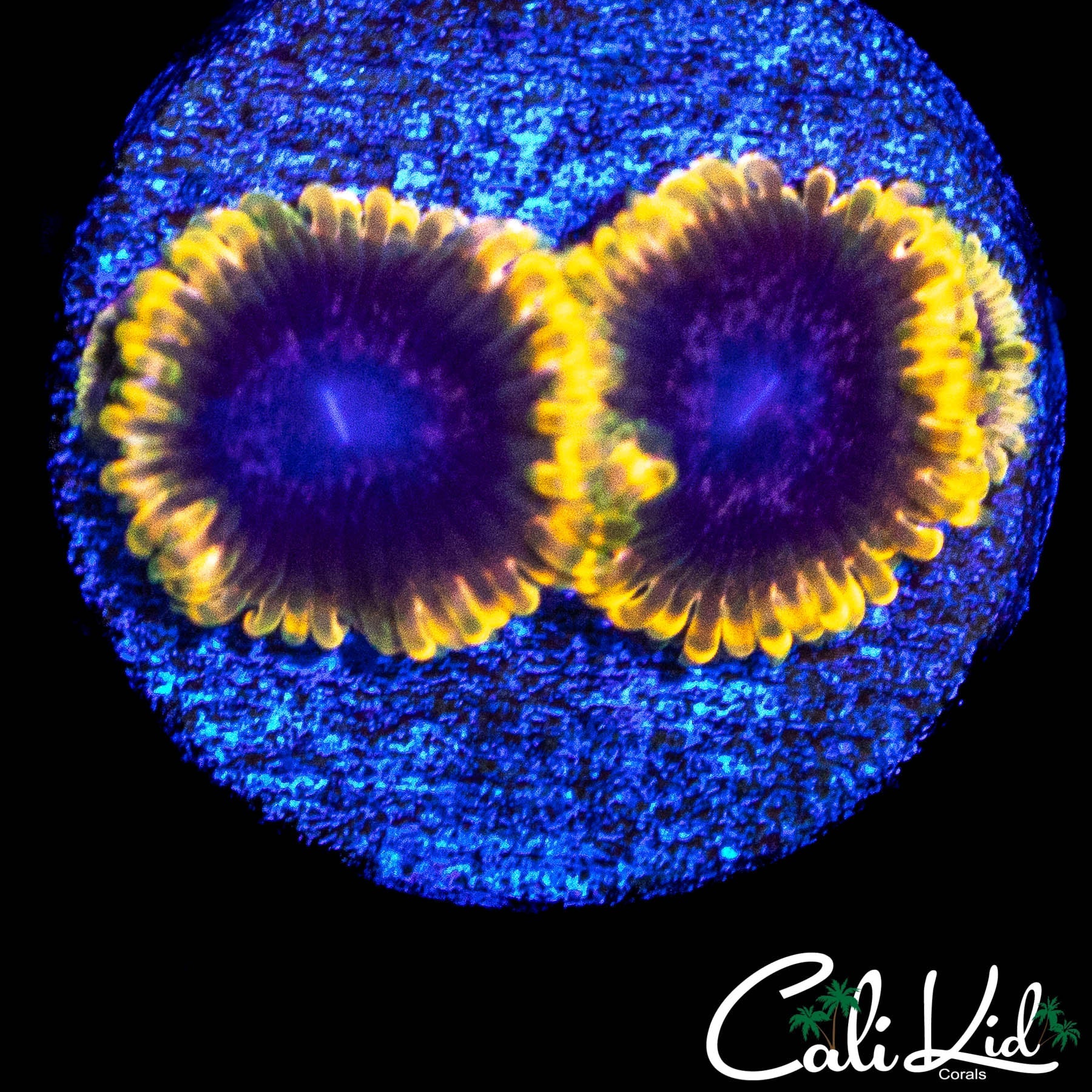 STIGGY MARLEY TRIPLE