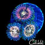 SOUR PUNCH ZOA TRIPLE