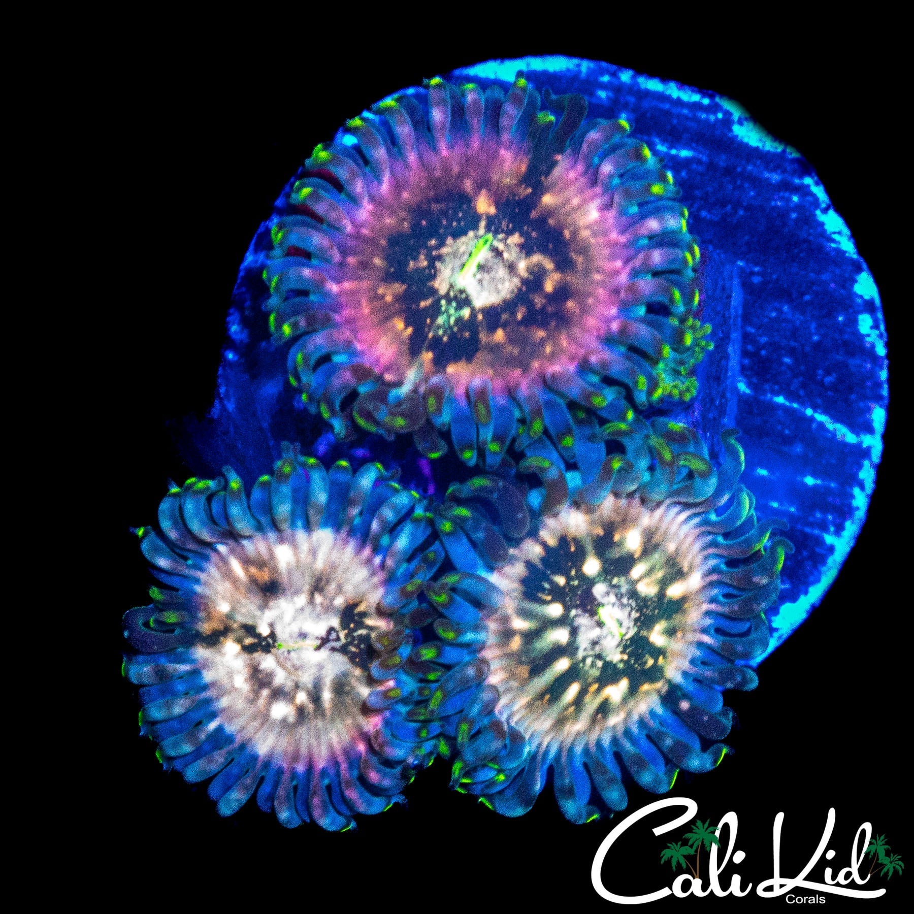 SOUR PUNCH ZOA TRIPLE