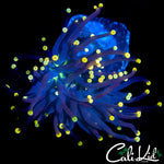 BRIGHT TIP ULTRA TORCH