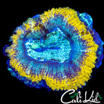 AQUA RING ACAN LORD