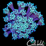 BI COLOR ALVEOPORA