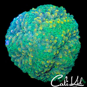 XL RAINBOW FRAMMER TYPE COLONY