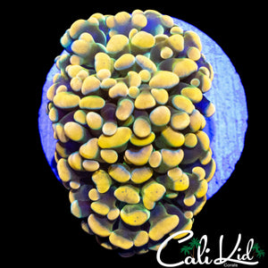 XTREME RAINBOW BRANCHING HAMMER DOUBLE