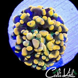 XTREME RAINBOW BRANCHING HAMMER DOUBLE