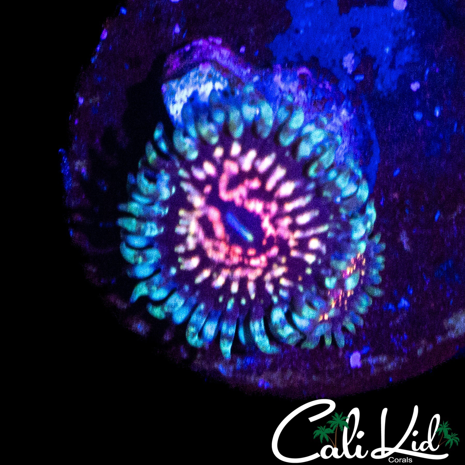 ck monsters CK ULTIMATE PINK SPACE MONSTER DOUBLE