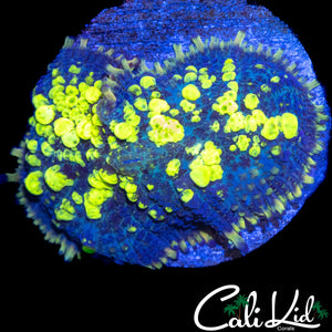 XL SPLITTING BLUE THUNDER BOUNCE SHROOM